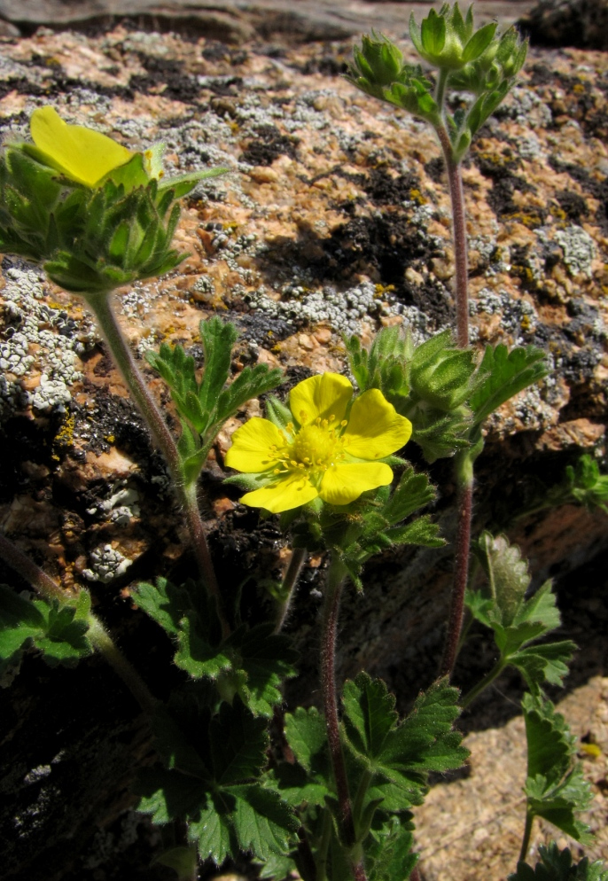 Image of Potentilla desertorum specimen.