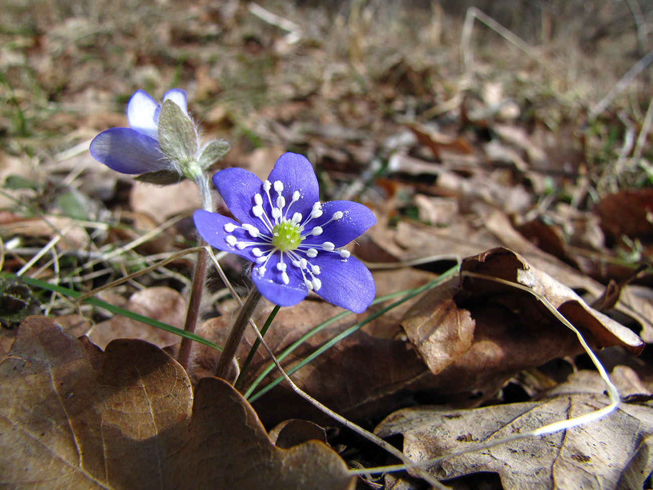 Изображение особи Hepatica nobilis.