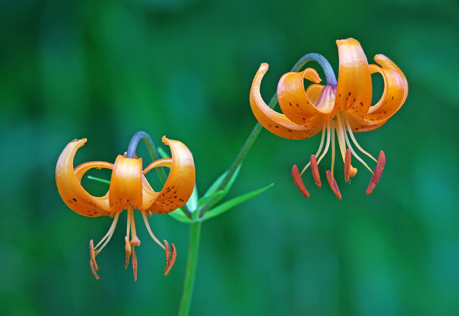 Изображение особи Lilium debile.