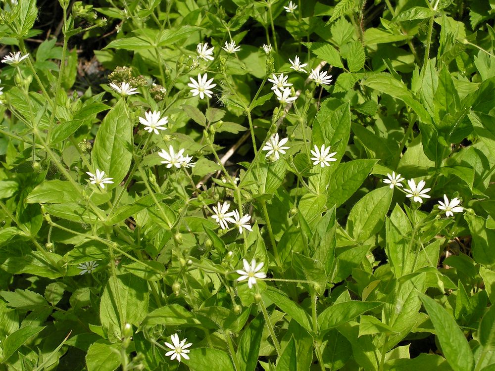 Image of Stellaria bungeana specimen.