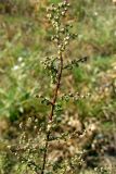 Artemisia scoparia