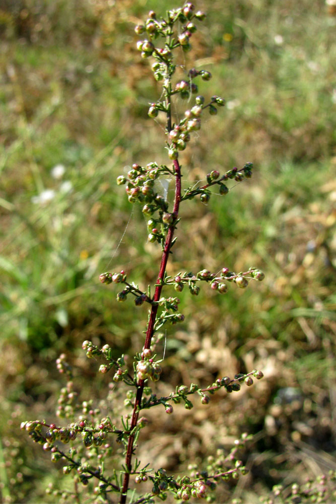 Изображение особи Artemisia scoparia.