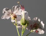 Geranium macrorrhizum. Цветки соцветия (вид со стороны цветоножек), культивар, белая форма \"Spessart\". Германия, г. Кемпен. в культуре. 12.05.2012.