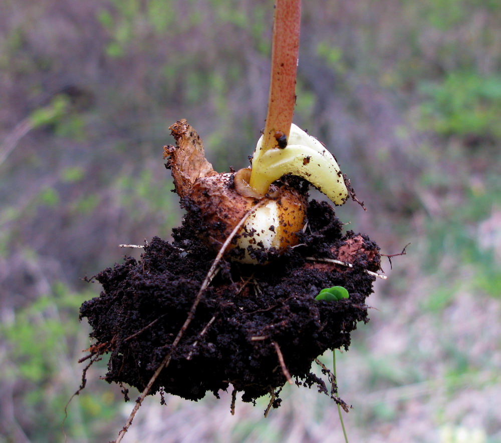 Image of Corydalis bombylina specimen.