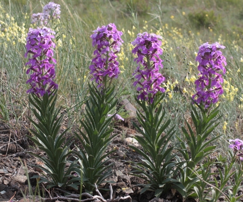 Image of Clausia aprica specimen.