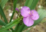 Tradescantia virginiana