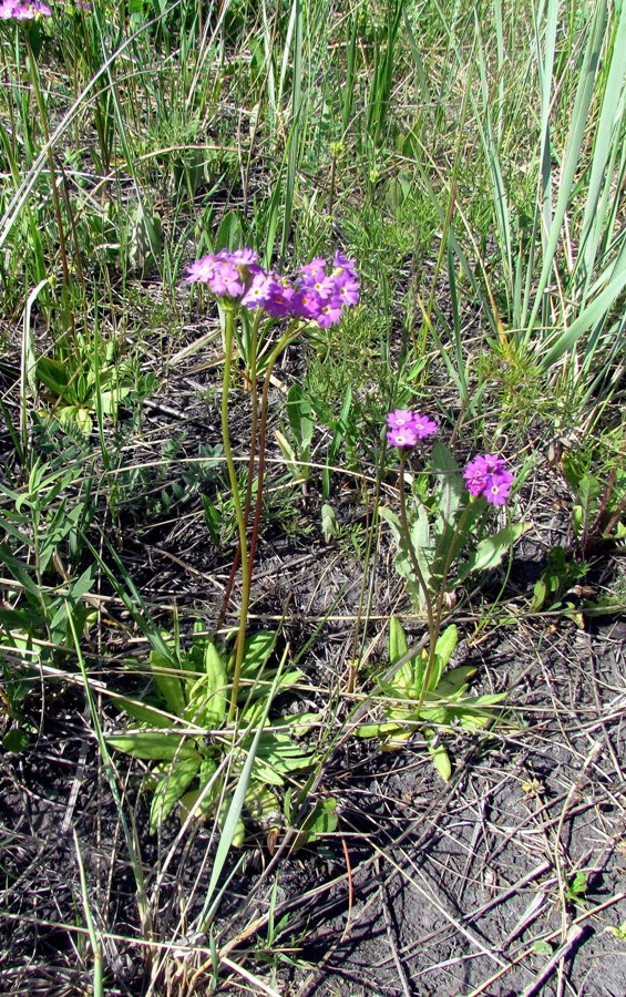 Изображение особи Primula longiscapa.