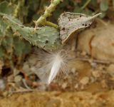 Pergularia tomentosa