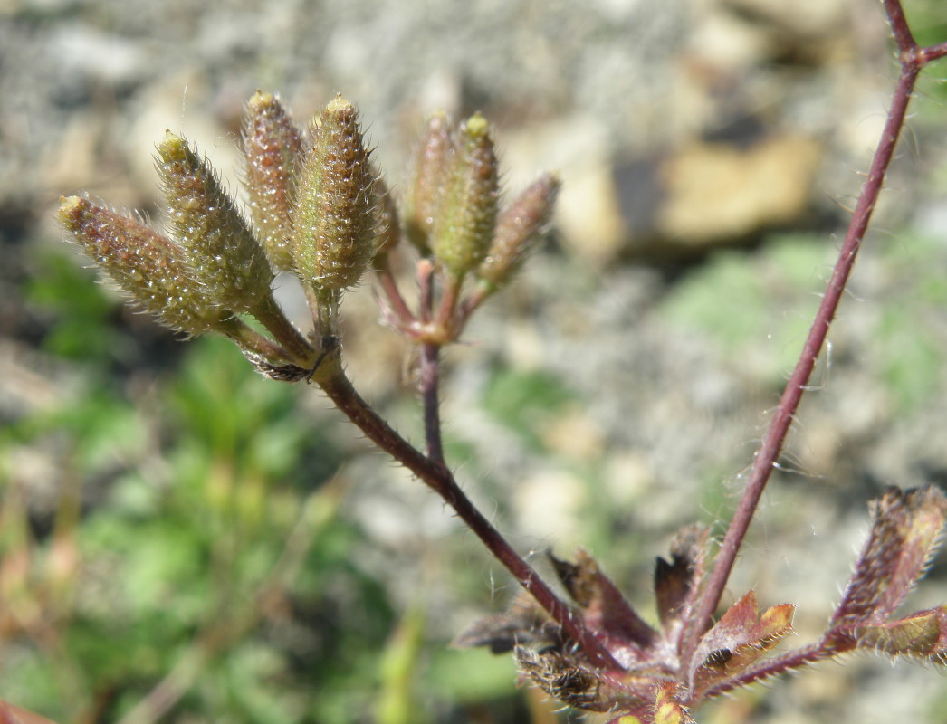 Image of Physocaulis nodosus specimen.