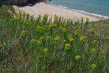 Euphorbia seguieriana. Цветущие растения. Крым, Керченский п-ов, Приазовье, Караларская степь. 08.06.2012.
