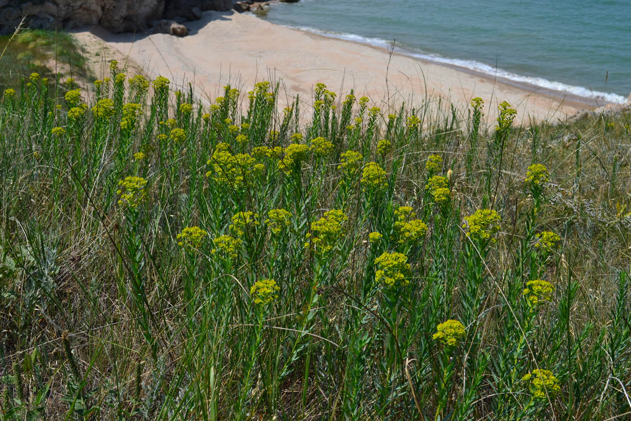 Изображение особи Euphorbia seguieriana.