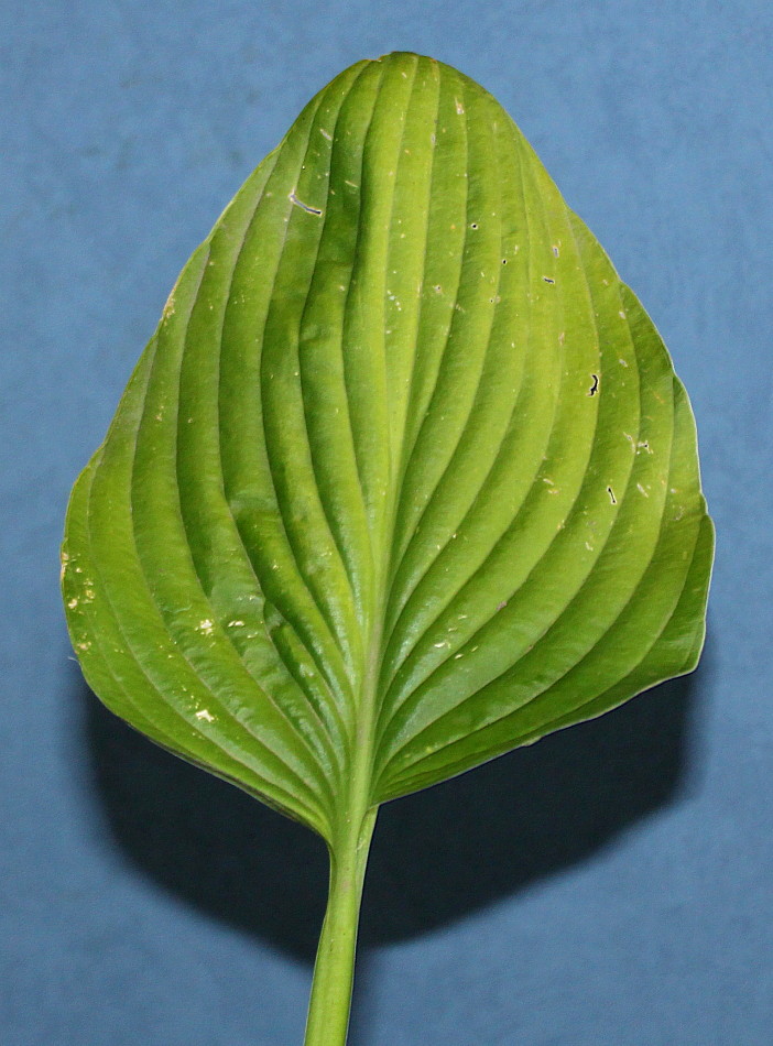 Изображение особи Hosta sieboldiana.