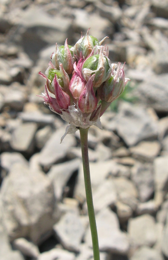 Изображение особи Allium nathaliae.