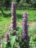 Agastache rugosa