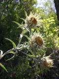 Carlina intermedia