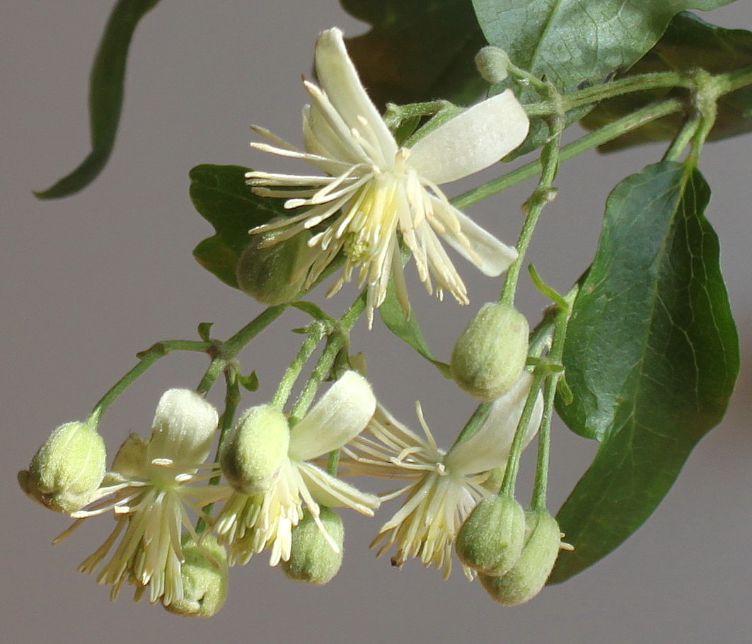 Изображение особи Clematis vitalba.