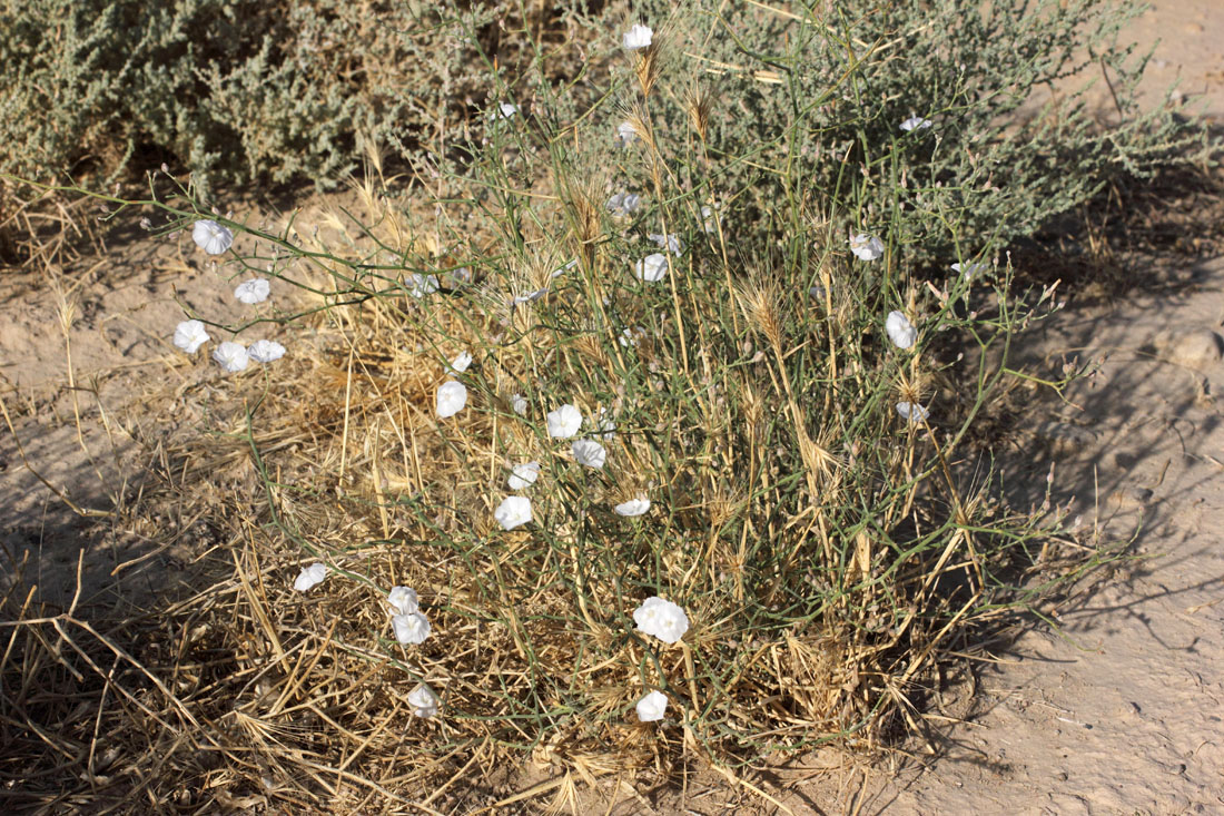 Image of Convolvulus hamadae specimen.