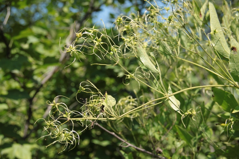 Изображение особи Clematis mandshurica.