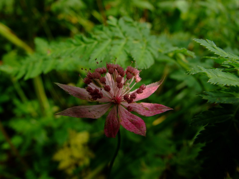 Изображение особи Astrantia maxima.