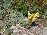 Scutellaria orientalis