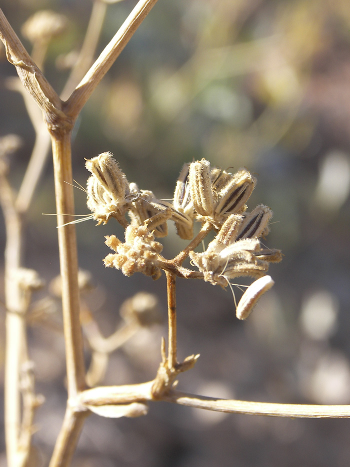 Image of Seseli cuneifolium specimen.