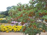 Arbutus andrachne. Ветви с плодами. Южный берег Крыма, Никитский ботанический сад. 7 ноября 2012 г.