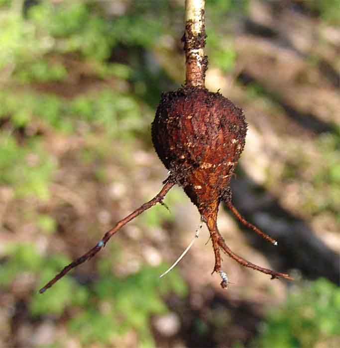 Изображение особи Euphorbia condylocarpa.