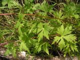 Aconitum sczukinii