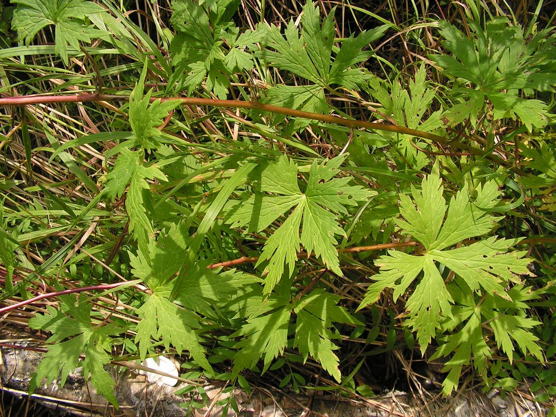 Image of Aconitum sczukinii specimen.