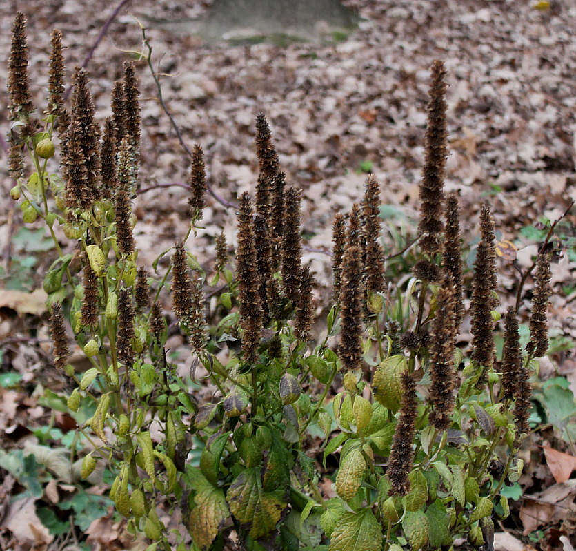Image of Agastache rugosa specimen.