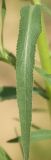 Image of taxon representative. Author is Денис Мирин