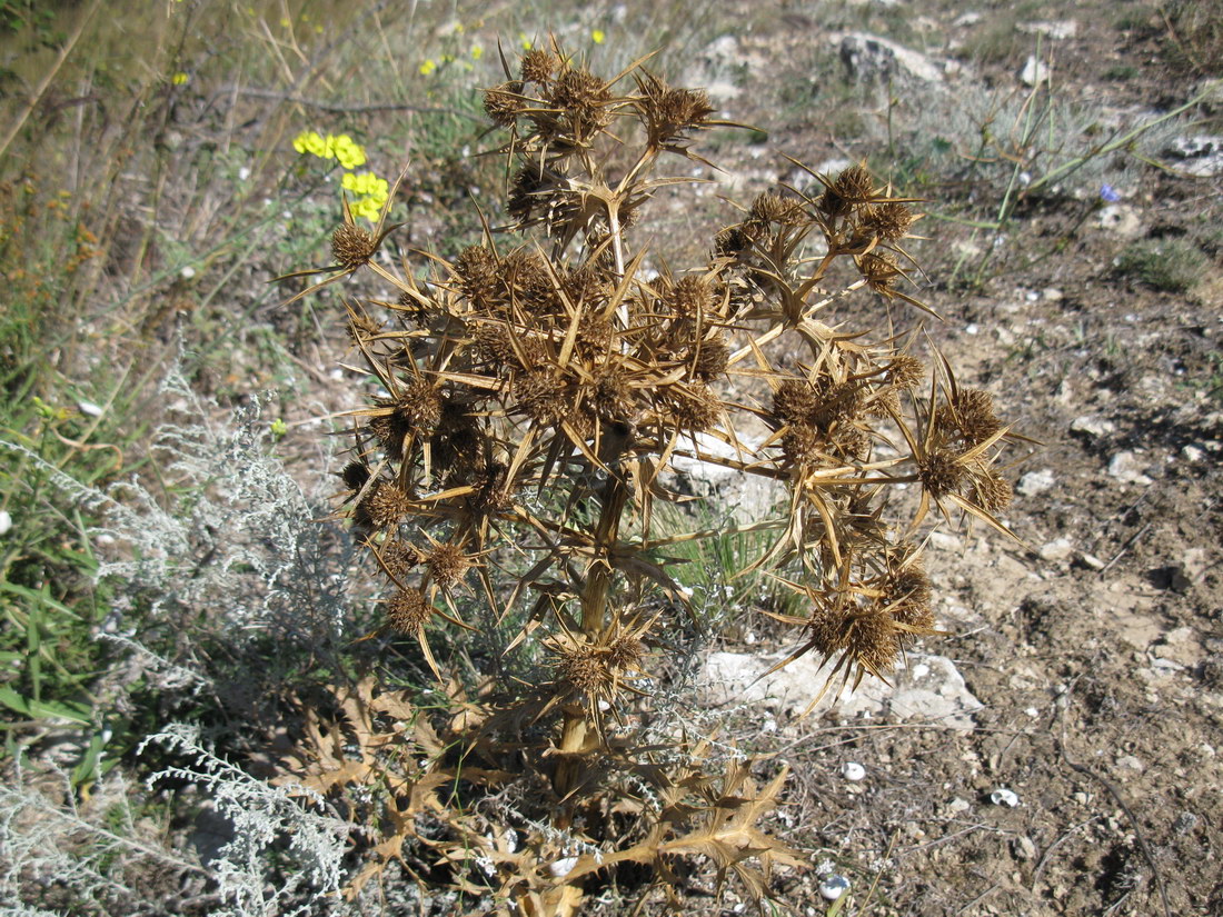 Изображение особи Eryngium campestre.