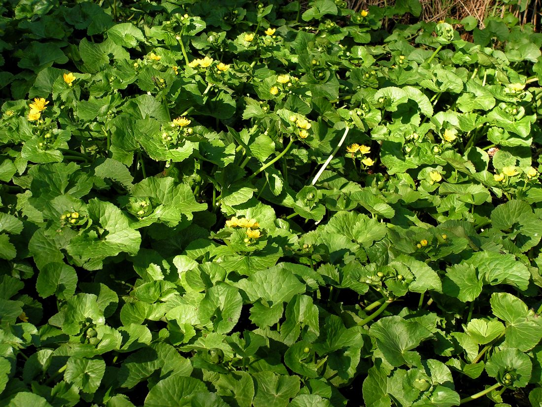 Image of Caltha sibirica specimen.