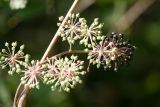 Aralia elata