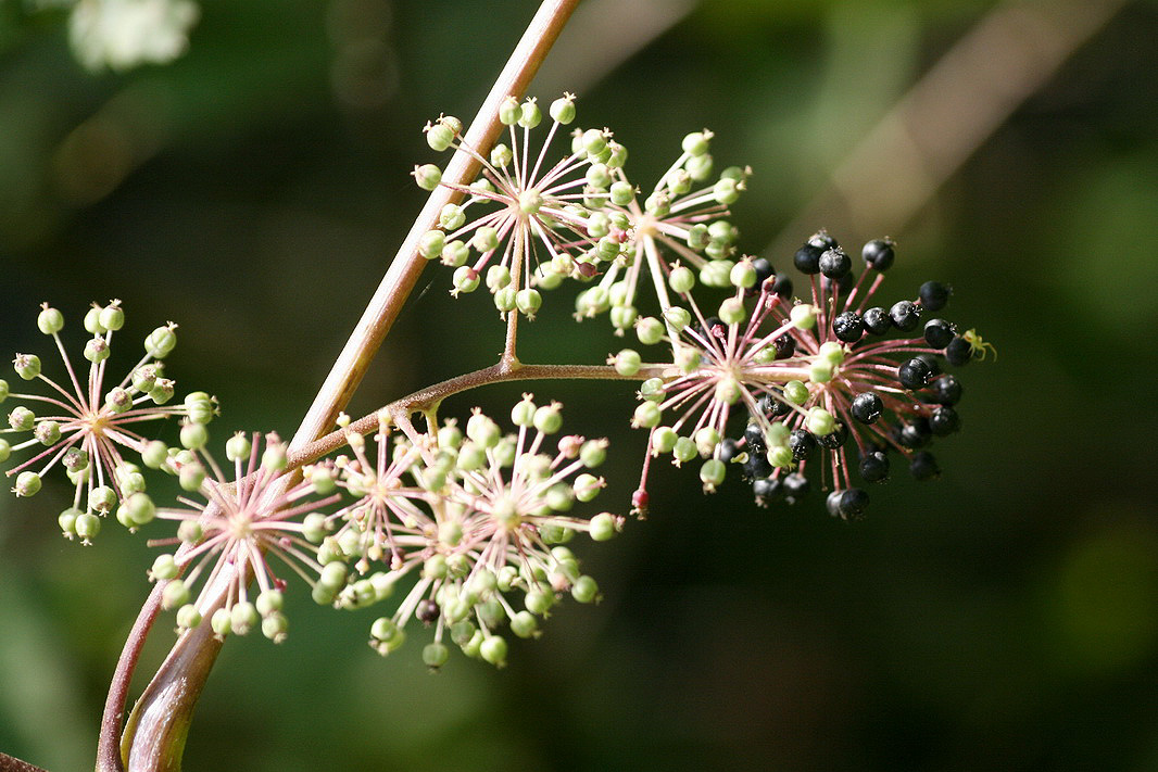 Image of Aralia elata specimen.