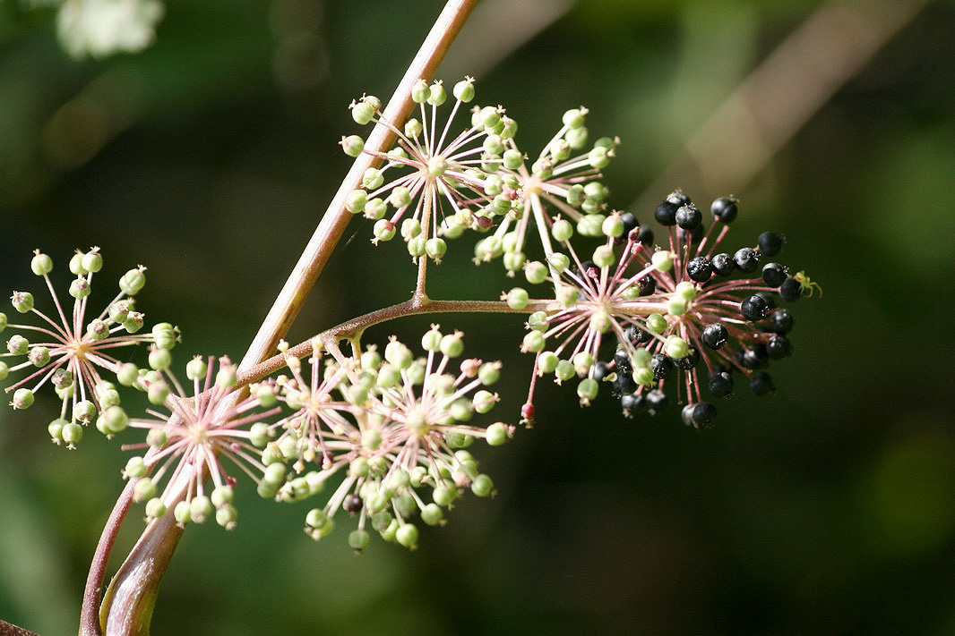 Изображение особи Aralia elata.