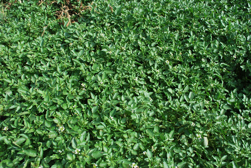 Image of Nasturtium officinale specimen.