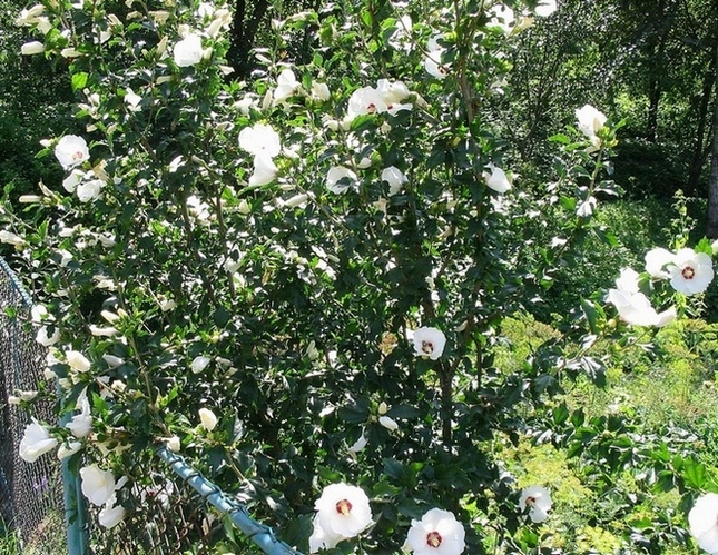 Изображение особи Hibiscus syriacus.