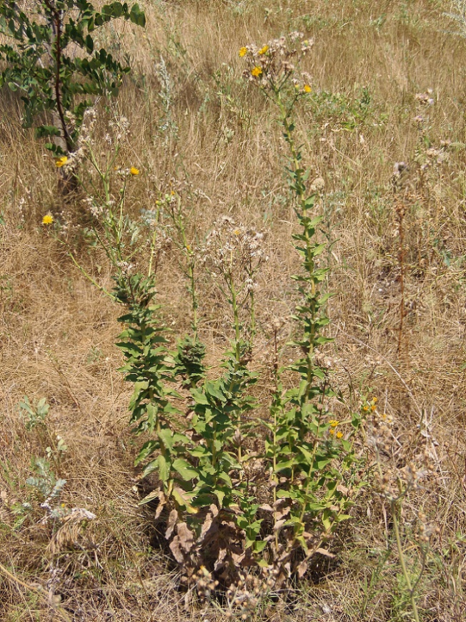 Image of Hieracium robustum specimen.