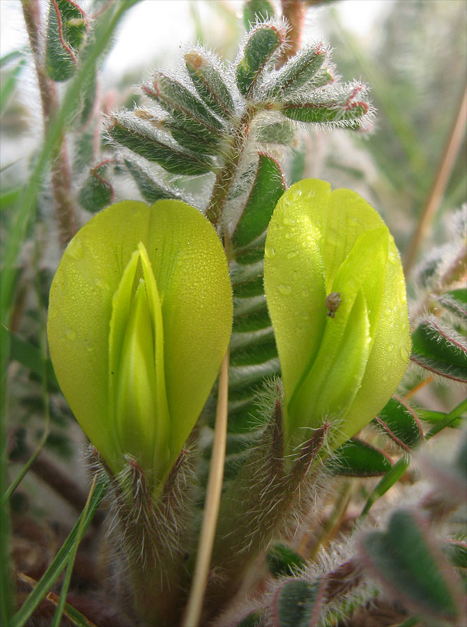 Изображение особи Astragalus caprinus.