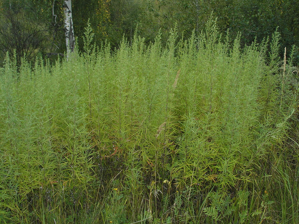 Изображение особи Artemisia umbrosa.