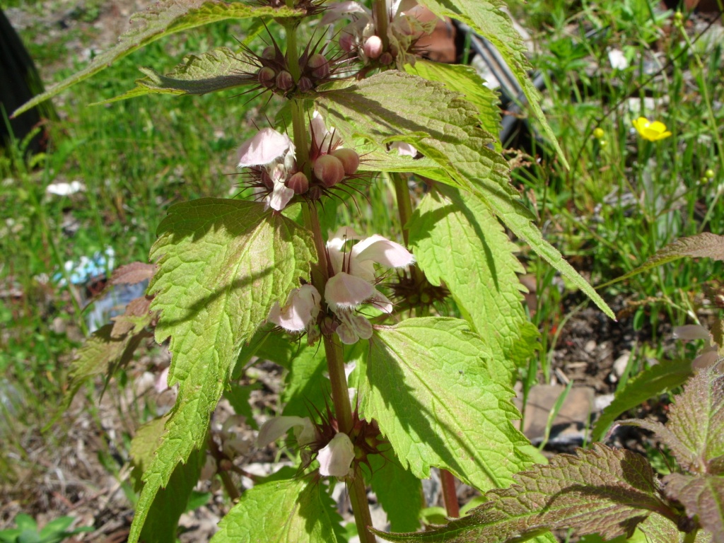 Image of Lamium barbatum specimen.
