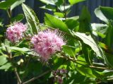 Spiraea salicifolia