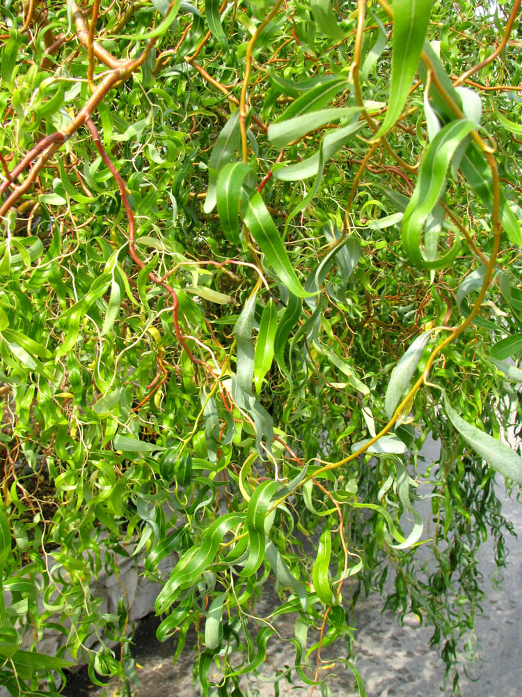 Image of Salix × sepulcralis specimen.