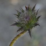 Jasione heldreichii