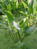 Calla palustris