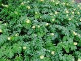 Corydalis nobilis. Заросли цветущих растений под кронами вязов. Швеция, Уппсала, Сад Линнея. 6 мая 2009 г.
