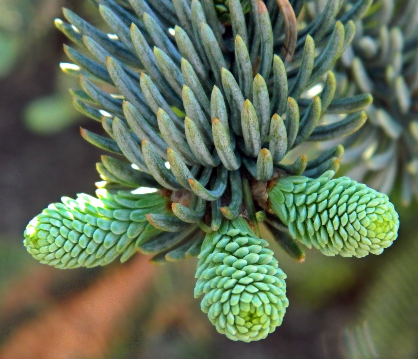 Изображение особи Abies procera f. glauca.