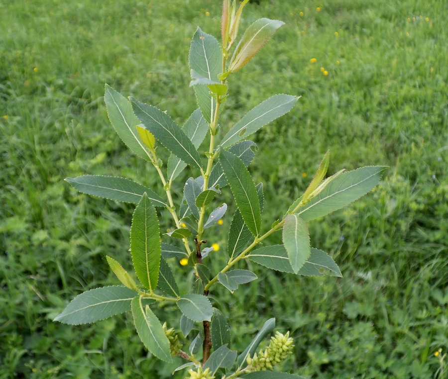 Image of Salix &times; alopecuroides specimen.