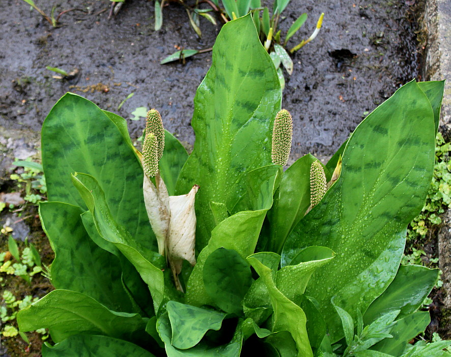 Изображение особи Lysichiton americanus.